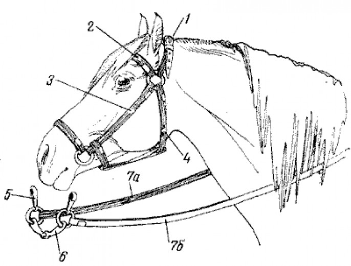 Удила Для Лошади Фото