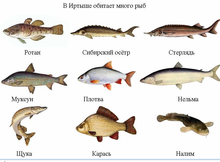 Какие рыбы водятся в озерах фото Рыбы реки Иртыш